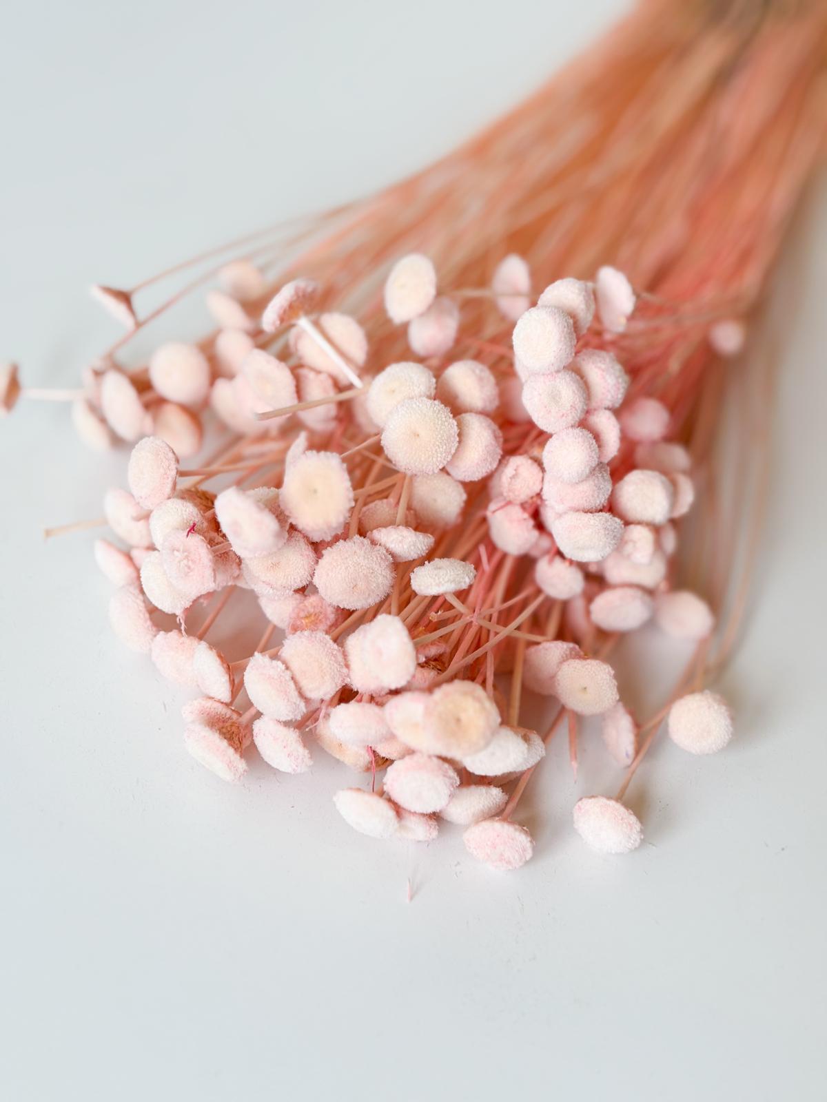 Droogbloemen botao roze voor doopsuiker - Atelier D
