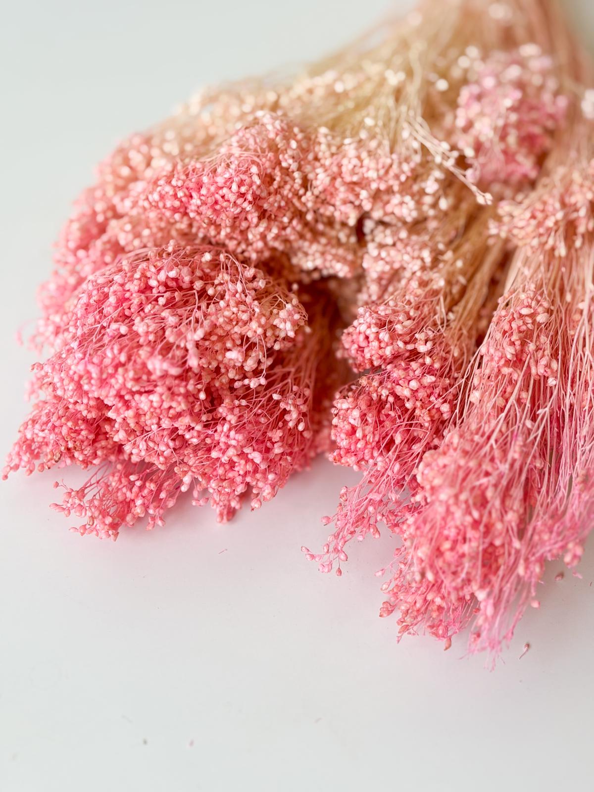 Droogbloemen broom bloom roze voor doopsuiker - Atelier D
