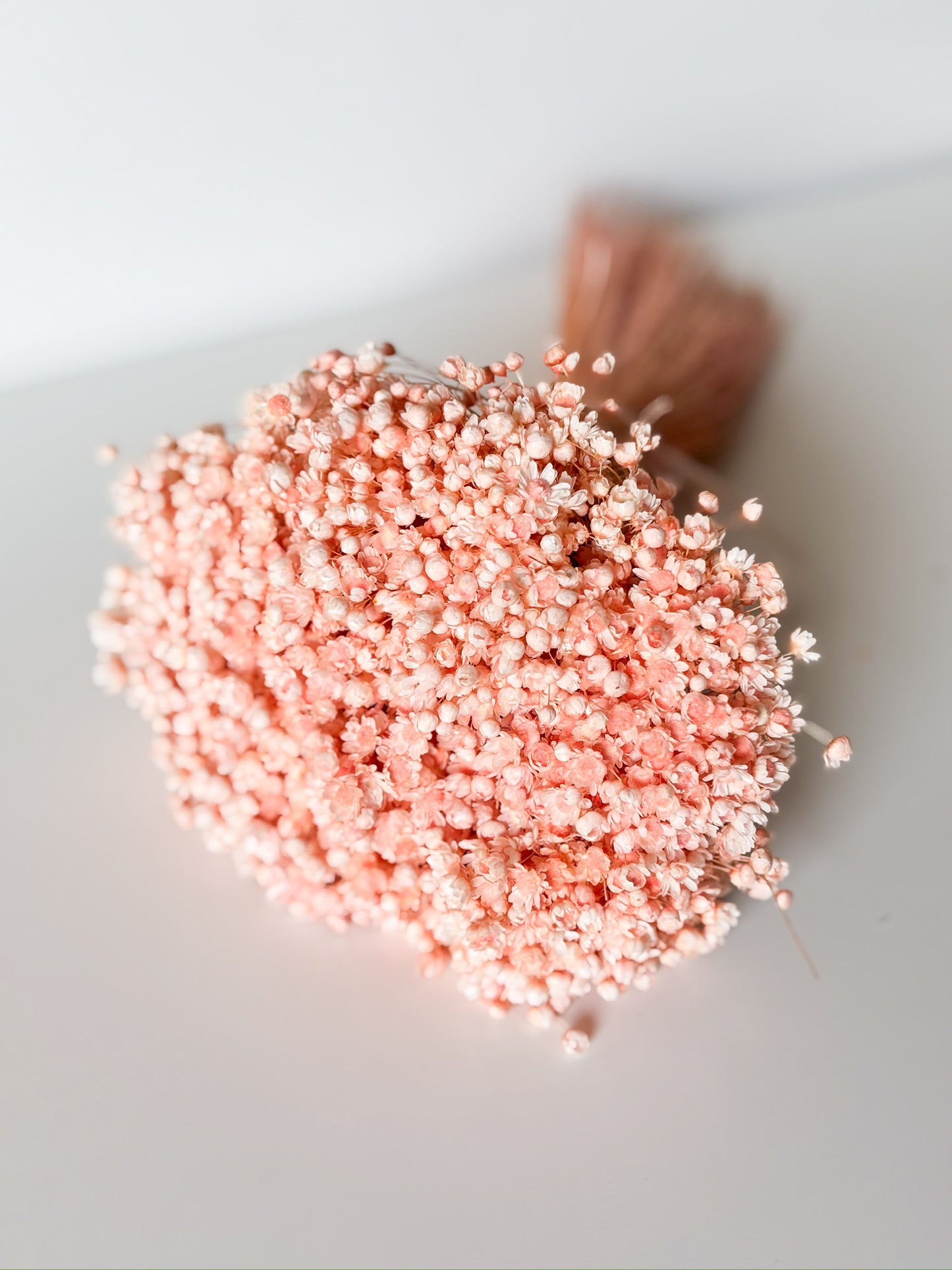 Glixia Marcella Peach