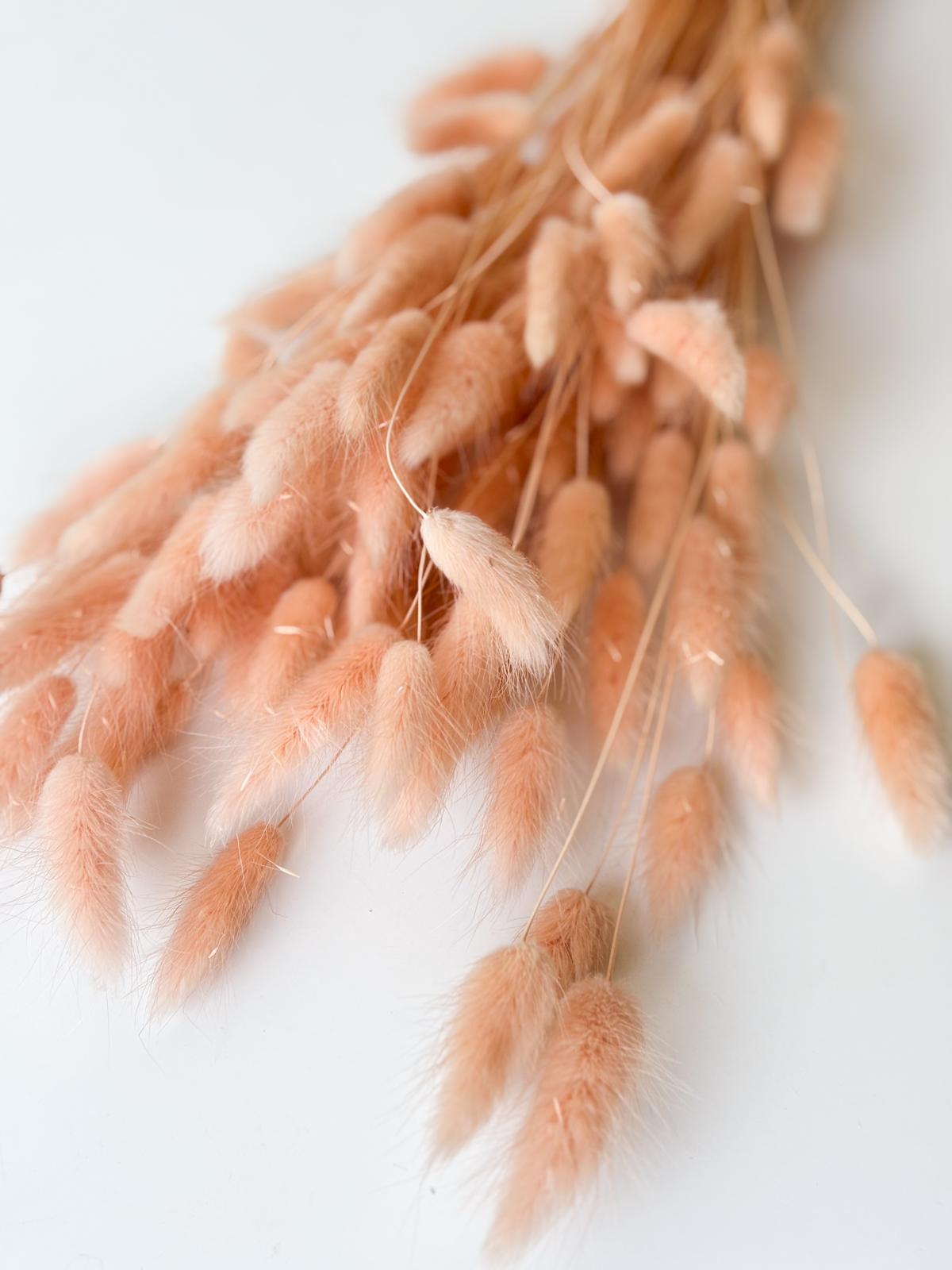 Droogbloemen lagurus peach voor doopsuiker - Atelier D