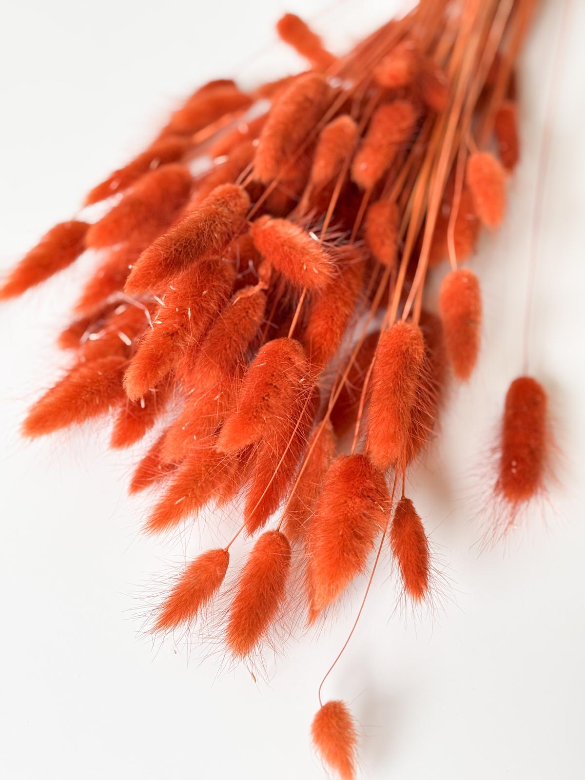 Droogbloemen lagurus terracotta voor doopsuiker - Atelier D