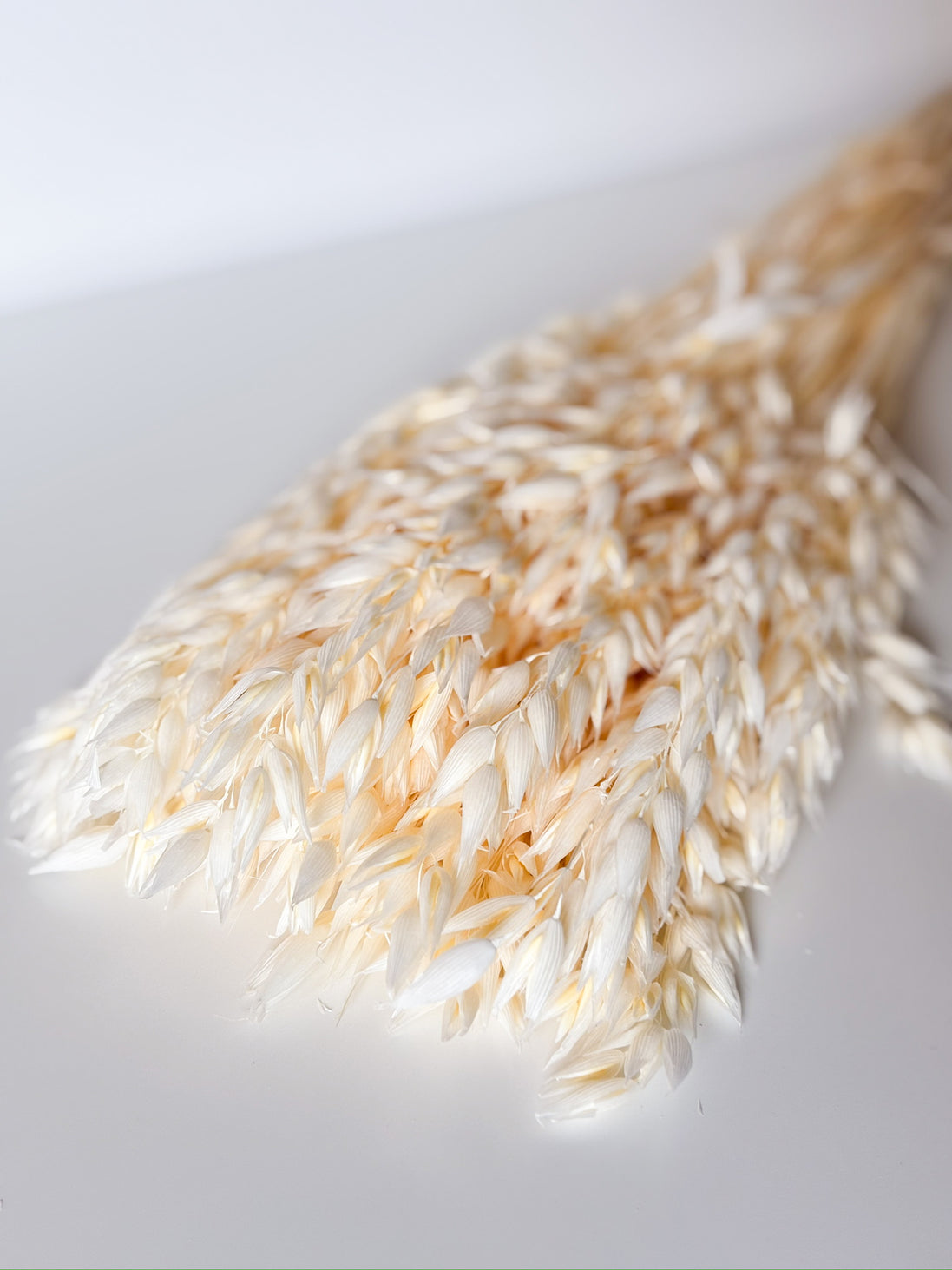 Avena Wit