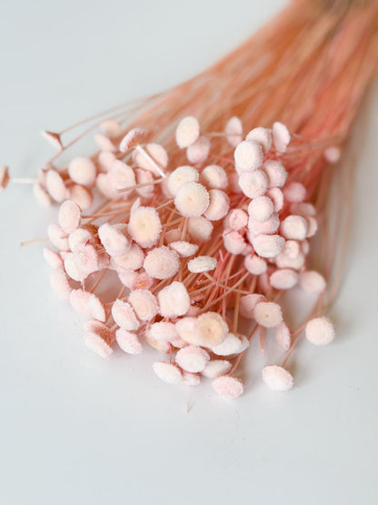 Droogbloemen botao roze voor doopsuiker - Atelier D