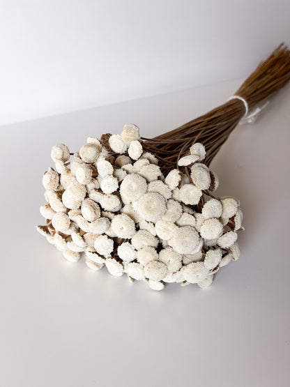 Staalpakketje Droogbloemen