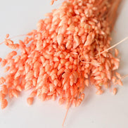 Droogbloemen briza maxima peach voor doopsuiker - Atelier D