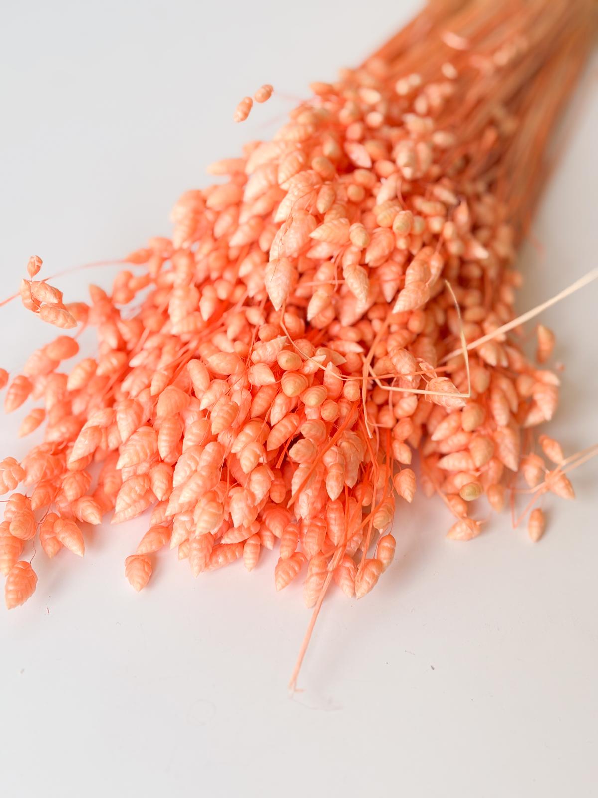 Droogbloemen briza maxima peach voor doopsuiker - Atelier D