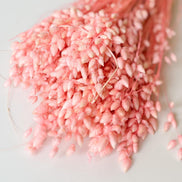 Droogbloemen briza maxima roze voor doopsuiker - Atelier D