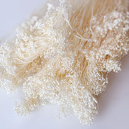 Droogbloemen broom bloom gebleekt voor doopsuiker - Atelier D