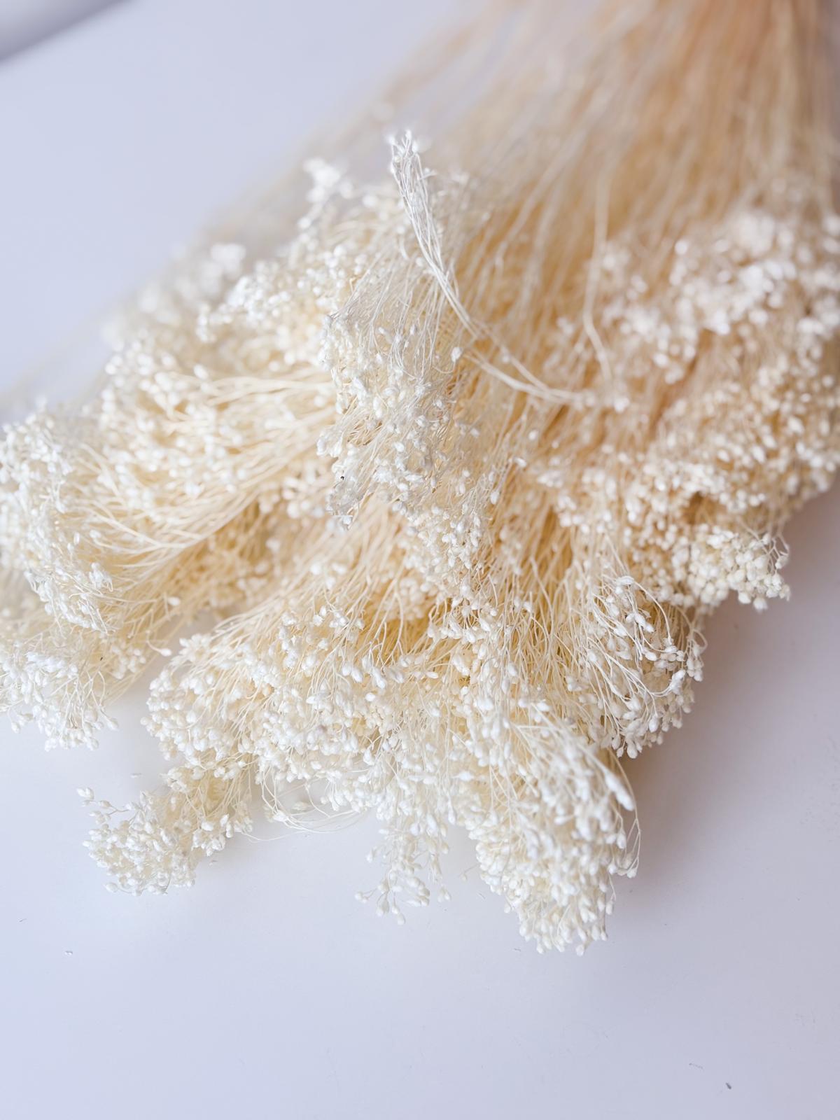 Droogbloemen broom bloom gebleekt voor doopsuiker - Atelier D