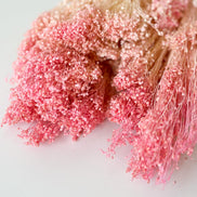 Droogbloemen broom bloom roze voor doopsuiker - Atelier D