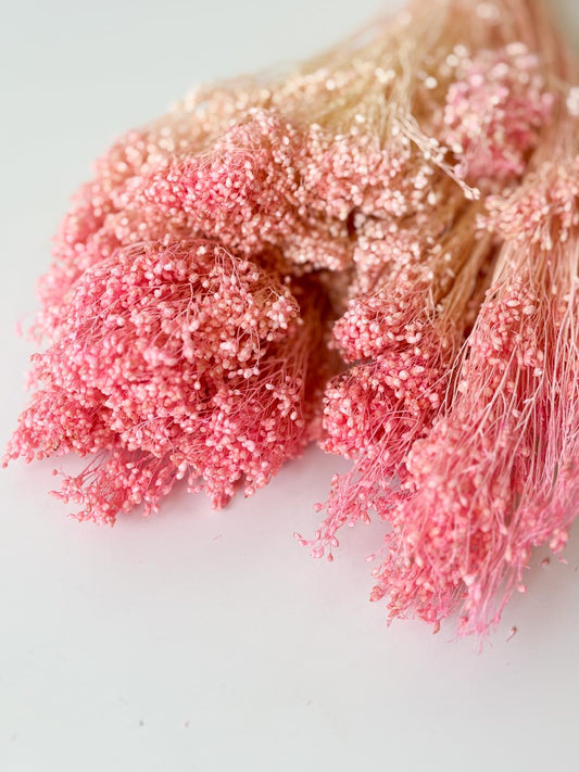 Droogbloemen broom bloom roze voor doopsuiker - Atelier D