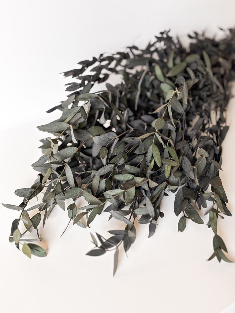 Eucalyptus Parvifoglia