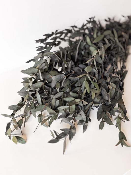 Eucalyptus Parvifoglia