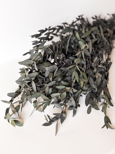 Eucalyptus Parvifoglia