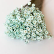 Droogbloemen glixia celeste voor doopsuiker - Atelier D