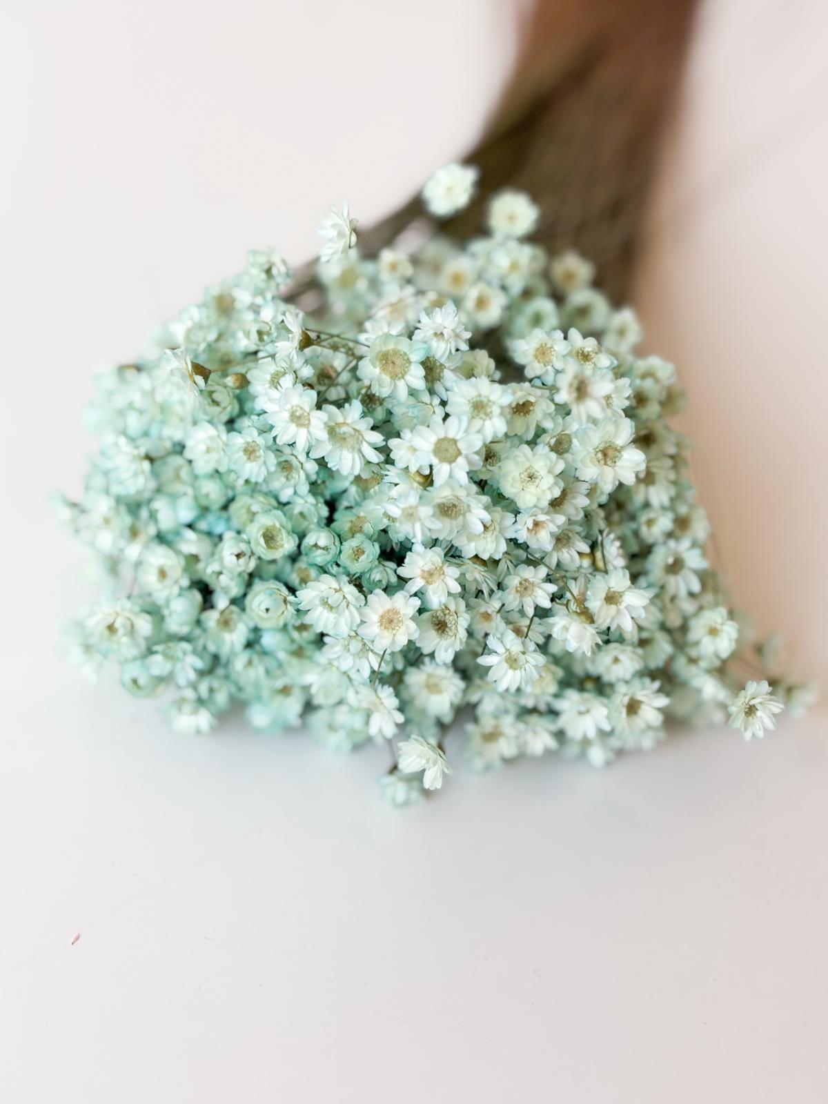 Droogbloemen glixia celeste voor doopsuiker - Atelier D