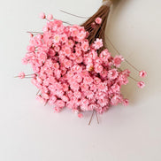Droogbloemen glixia cerise voor doopsuiker - Atelier D