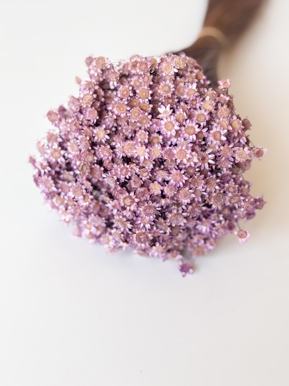 Droogbloemen glixia lila voor doopsuiker - Atelier D