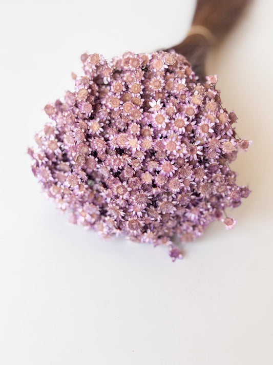 Droogbloemen glixia lila voor doopsuiker - Atelier D