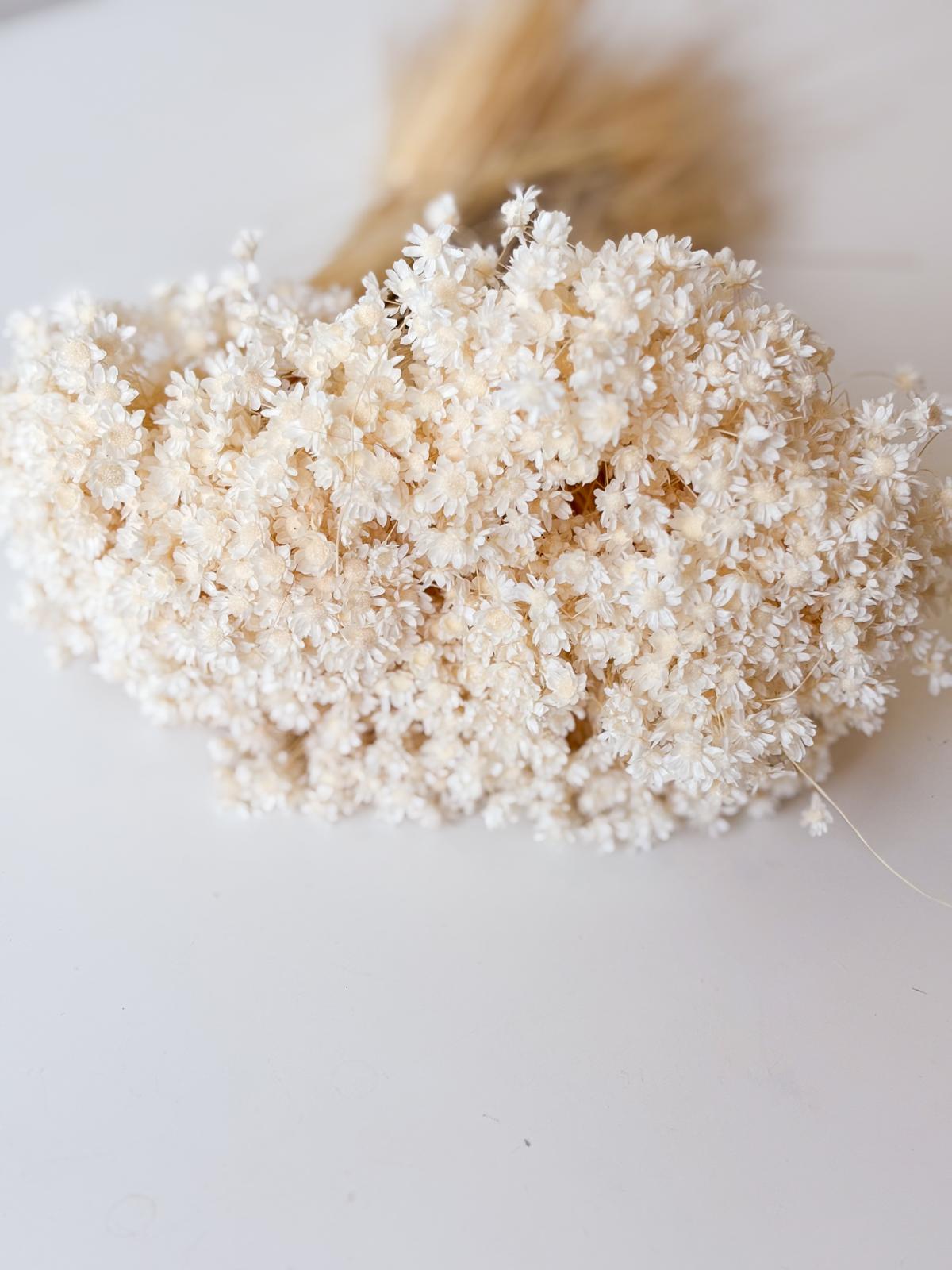 Droogbloemen glixia marcella gebleekt voor doopsuiker - Atelier D