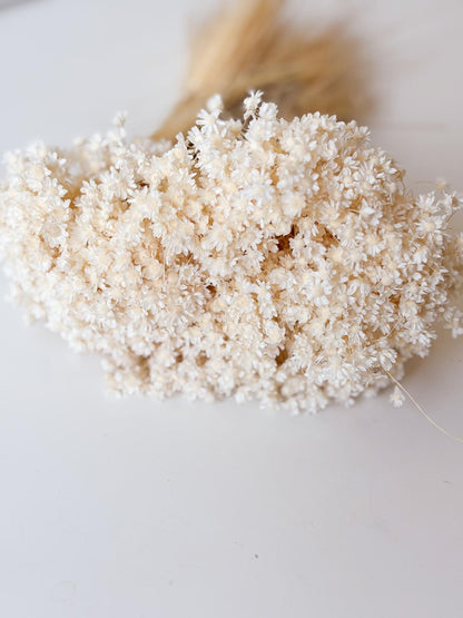 Droogbloemen glixia marcella gebleekt voor doopsuiker - Atelier D