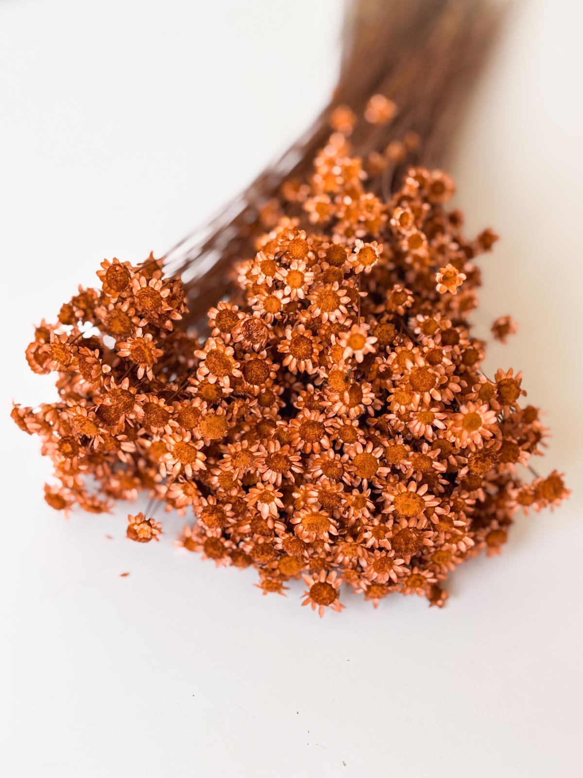 Droogbloemen glixia terracotta voor doopsuiker - Atelier D