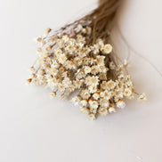 Droogbloemen glixia wit voor doopsuiker - Atelier D