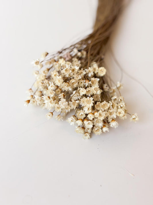 Droogbloemen glixia wit voor doopsuiker - Atelier D