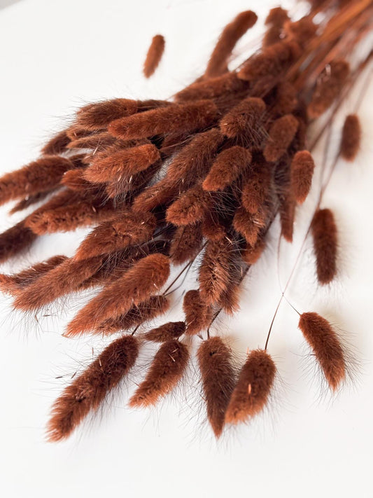 Droogbloemen lagurus bruin voor doopsuiker - Atelier D