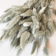 Droogbloemen lagurus ice blue voor doopsuiker - Atelier D
