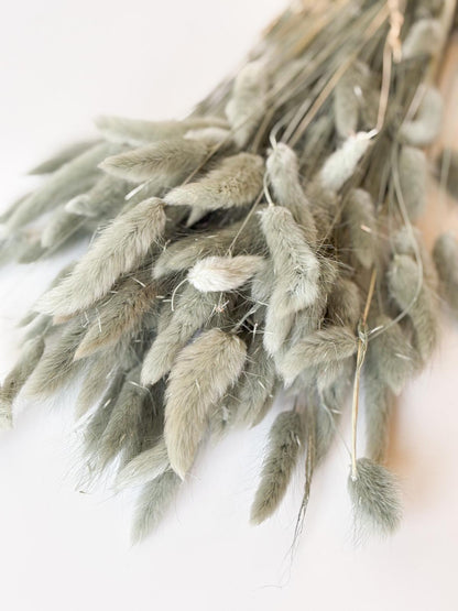 Droogbloemen lagurus ice blue voor doopsuiker - Atelier D