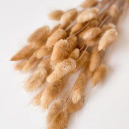 Droogbloemen lagurus naturel voor doopsuiker - Atelier D