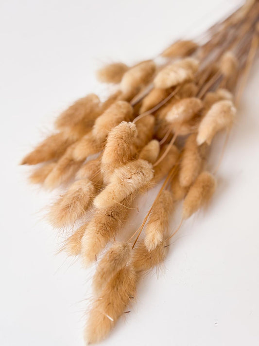 Droogbloemen lagurus naturel voor doopsuiker - Atelier D