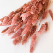 Droogbloemen lagurus oud roze voor doopsuiker - Atelier D