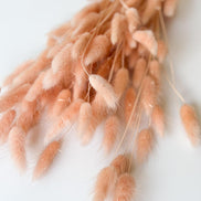 Droogbloemen lagurus peach voor doopsuiker - Atelier D