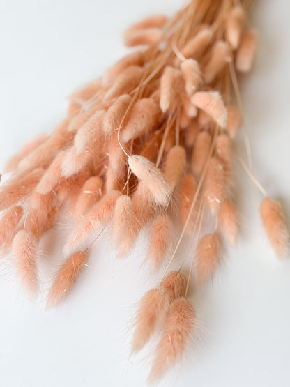 Droogbloemen lagurus peach voor doopsuiker - Atelier D