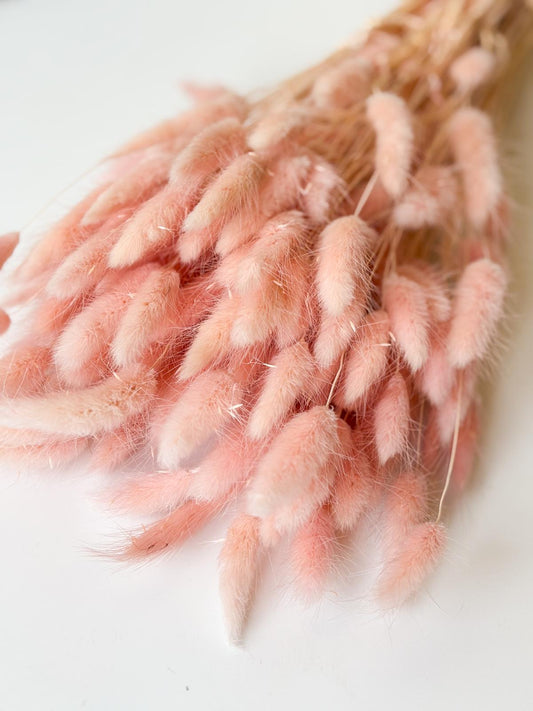 Droogbloemen lagurus roze voor doopsuiker - Atelier D