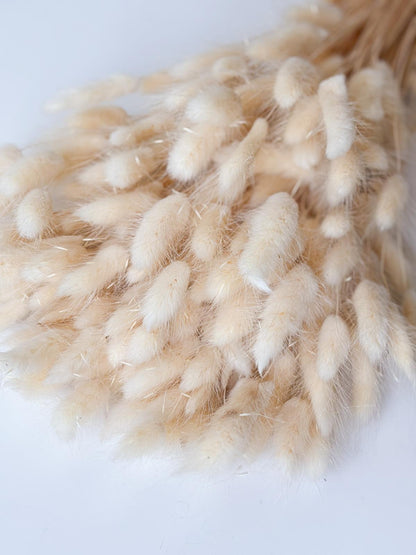 Droogbloemen lagurus wit voor doopsuiker - Atelier D