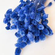 Droogbloemen phalaris donker blauw voor doopsuiker - Atelier D