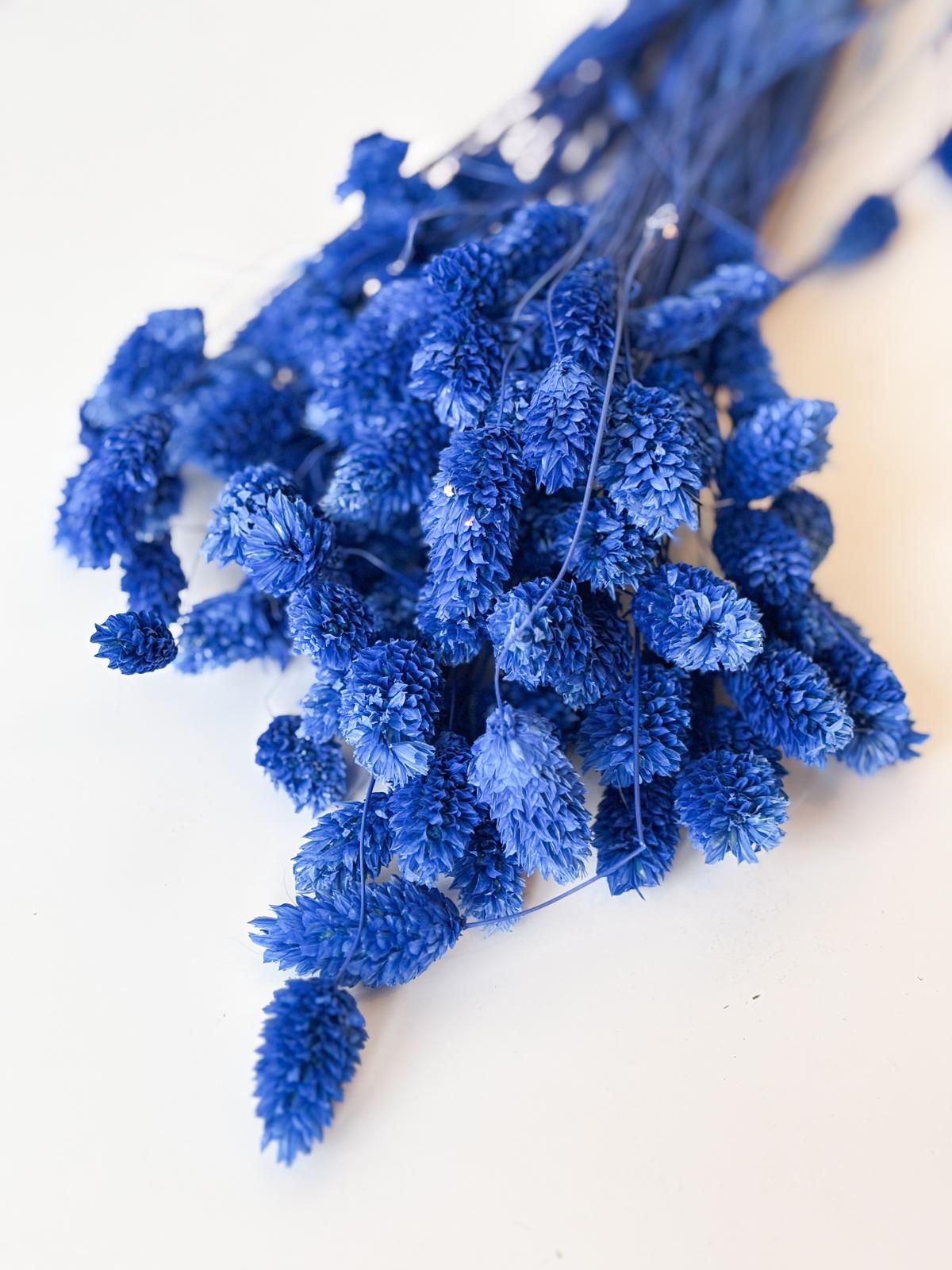 Droogbloemen phalaris donker blauw voor doopsuiker - Atelier D