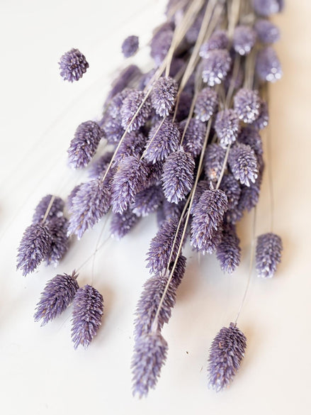 Droogbloemen phalaris lila voor doopsuiker - Atelier D