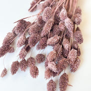 Droogbloemen phalaris oud roze voor doopsuiker - Atelier D