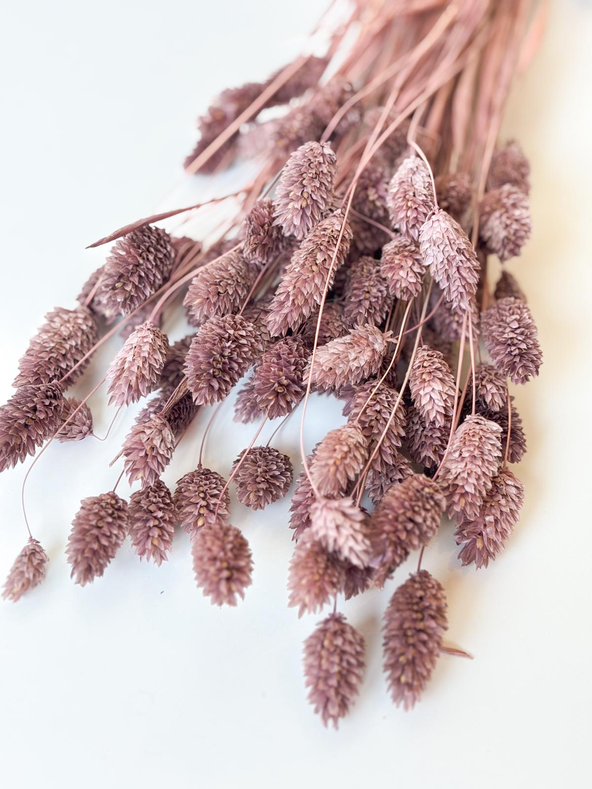 Droogbloemen phalaris oud roze voor doopsuiker - Atelier D