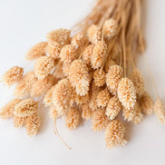 Droogbloemen phalaris zongebleekt voor doopsuiker - Atelier D