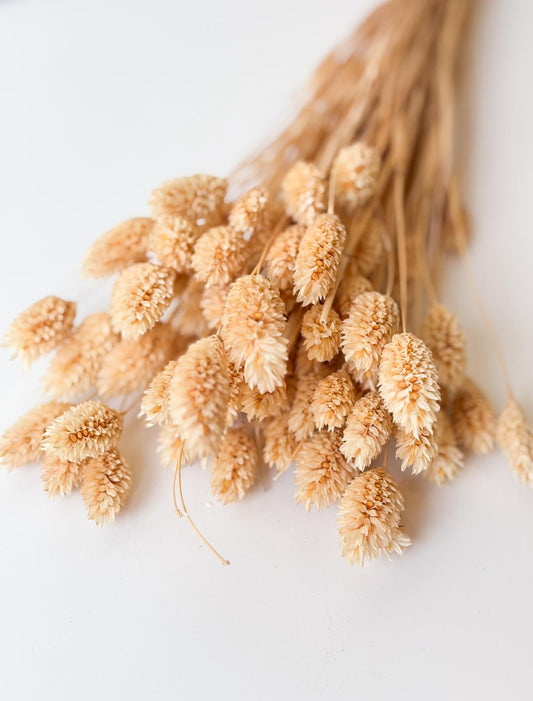 Droogbloemen phalaris zongebleekt voor doopsuiker - Atelier D