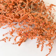 Droogbloemen statice tataricum terracotta voor doopsuiker - Atelier D